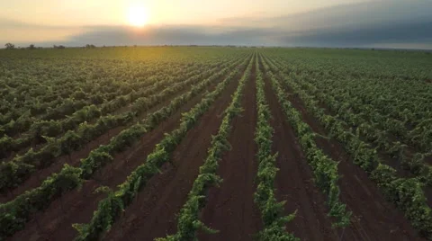 Flight over green vineyard meadow. Stock Footage 64787534