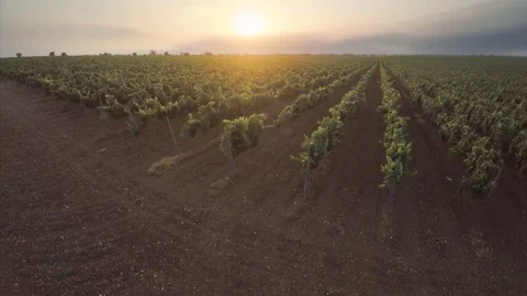 Flight over green vineyard meadow. Vidéo 70157564