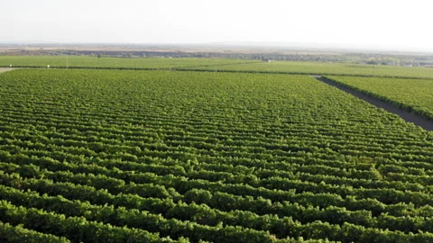 A flight over green vineyards Видео 161157593