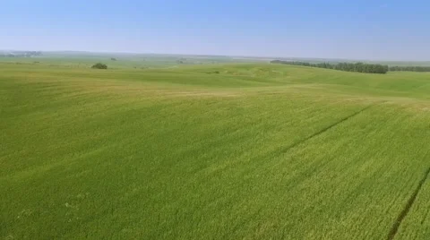 Flight over the green wheat field - flying away Vidéo 61826423