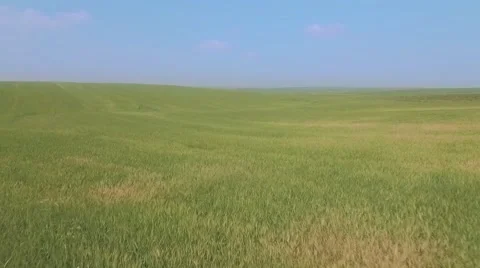 Flight over the green wheat field - flying away Vídeo Stock 61843621