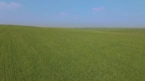 Flight over the green wheat field - flying away Видео 61843949