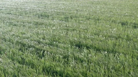 Flight over the green wheat field. Wind sways wheat grass. Video stock 132387689