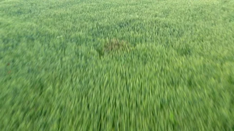 Flight over the green wheat field. Motion above agricultural harvest. Stock Footage 132387795