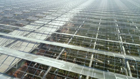 Flight over the greenhouse complex. Large agricultural complex. Industrial Stock-Footage 137870014