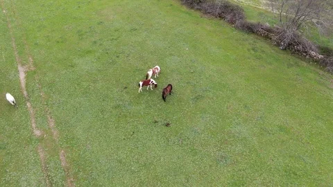Flight over group of horses Vídeos de archivo 126764892