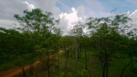 Flight over the gum trees, drone shot, Queensland outback, Australia Stock Footage 262540916