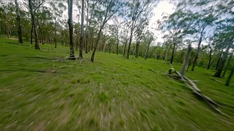 Flight over the gum trees, drone shot, Queensland outback, Australia Stock Footage 262541035