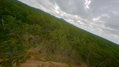 Flight over the gum trees, drone shot, Queensland outback, Australia Stock Footage 262541172