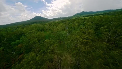 Flight over the gum trees, drone shot, Queensland outback, Australia Stock Footage 262541230