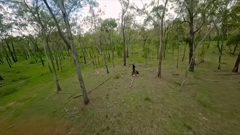Flight over the gum trees, drone shot, Queensland outback, Australia Stock Footage 262541252