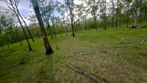 Flight over the gum trees, drone shot, Queensland outback, Australia Stock Footage 262541260