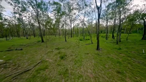 Flight over the gum trees, drone shot, Queensland outback, Australia Stock Footage 262541595