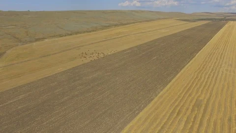 Flight over herd of grazing cows on rural farm, aerial video Stock-Footage 114273430