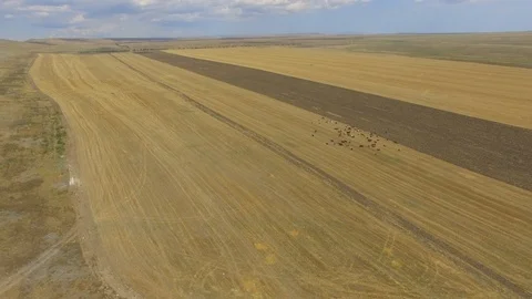Flight over herd of grazing cows on rural farm, aerial video Stock-Footage 114273714