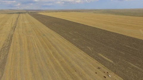Flight over herd of grazing cows on rural farm, aerial video Stock Footage 114273743