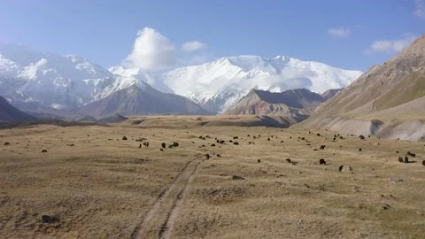 A flight over a herd of yaks grazing at the foot of Lenin Peak Video stock 210184994
