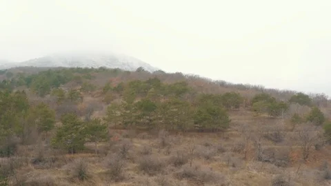 Flight over the hills with pines Stock Footage 86790689