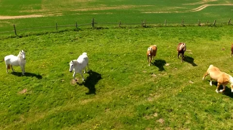 Flight over horses on green pasture - Aerial view Stock Footage 62936628