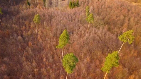 Flight over house in spring forest at golden sunset light.  Stock Footage 105001630