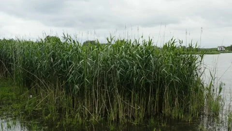 Flight over a huge river from its coast by some reed 库存影片 133292507