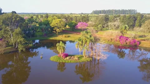 Flight over isle towards Carpinchos (Capybara) rodents sunbathing. Lagoon Stock Footage 138416066
