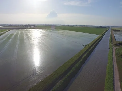 Flight over the Italian rice fields in a beautiful sunny day Stock Footage 72205167