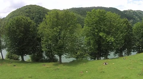 Flight over the lake, above the trees Stock Footage 41337226