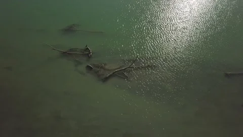Flight over a lake and dead trees top 4k Stock Footage 148568182