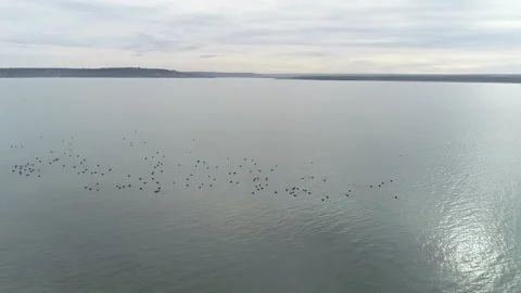 Flight over the lake with floating ducks from a bird's eye view Video stock 152965401