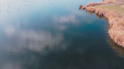 Flight over the lake in spring and autumn where birds swim and fly Stock Footage 128618336
