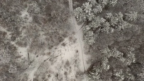 Flight over landscape with forests and snow trails 4K aerial video Stock Footage 99775430
