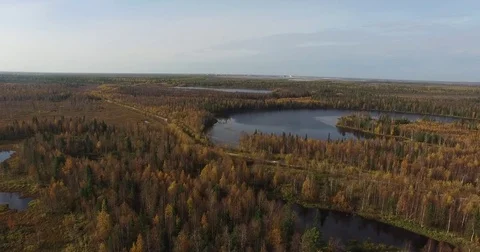 Flight over landscape with lush green foliage Stock Footage 73332823