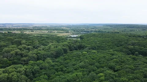 Flight over a large dense forest with tall trees. natural landscape view Stock Footage 162493302