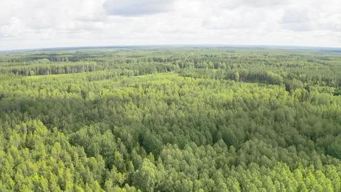 Flight over a large green forest with a quadcopter Stock Footage 250414595