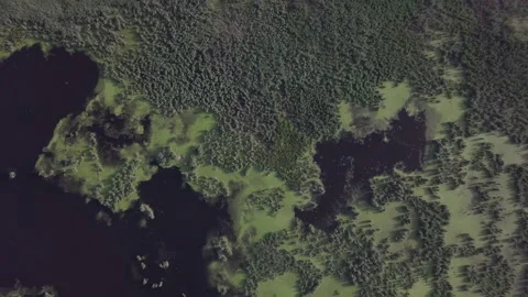 Flight over a large swamp Video stock 148274984