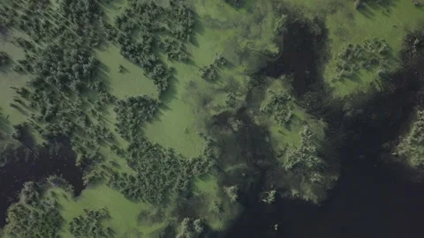 Flight over a large swamp Vídeo Stock 148275934