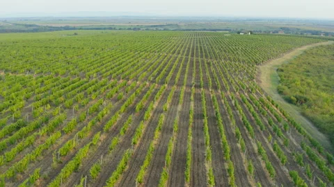Flight over a large vineyard on a cloudy day 库存影片 138399457