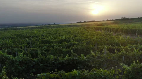 Flight over a large vineyard with a sunset in the background Stockbeeldmateriaal 138444315