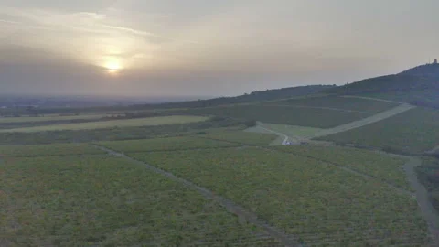 Flight over a large vineyard under a hill with the sun setting in the background Видео 138606489