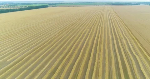 Flight over a large wheat field. Ripe wheat top view. Harvest time Stock-Footage 220420691