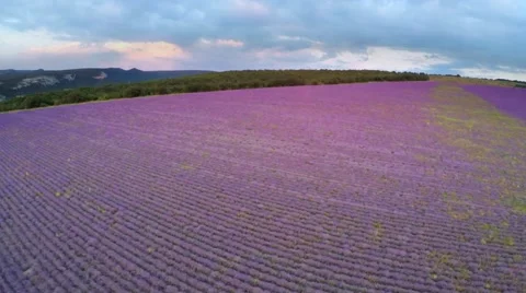 Flight over lavender meadow. Vidéo 51855907