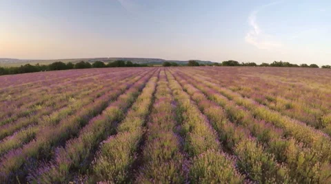 Flight over lavender meadow. Stock Footage 64761601
