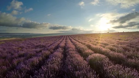 Flight over lavender meadow. Stock Footage 70801473