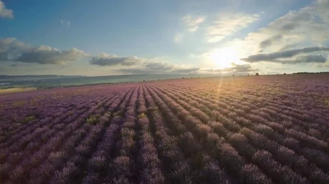 Flight over lavender meadow. Vídeos de archivo 70807457