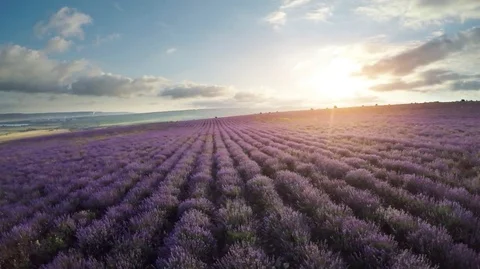 Flight over lavender meadow. Stock Footage 71074703