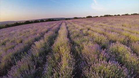 Flight over lavender meadow. Video stock 71763241