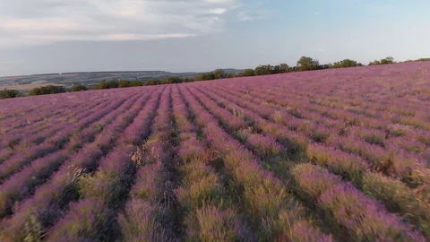 Flight over lavender meadow.  Stock Footage 91212108
