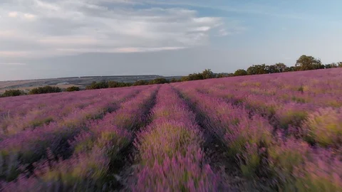 Flight over lavender meadow.  Stock Footage 91212115