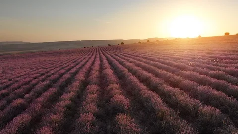  Flight over lavender meadow. Видео 91350548